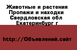 Животные и растения Пропажи и находки. Свердловская обл.,Екатеринбург г.